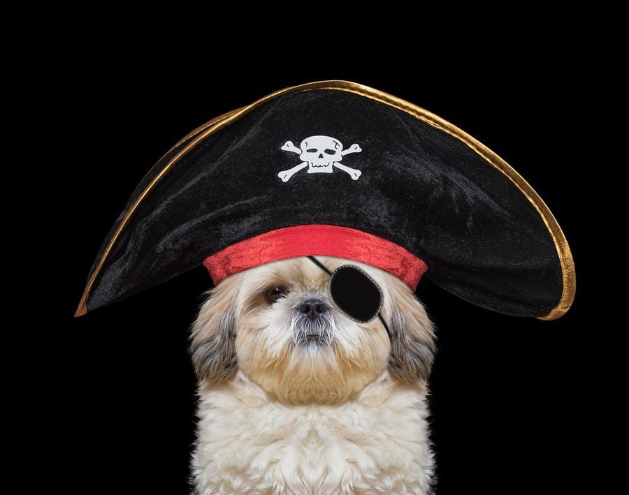 Make Halloween a Little Less Scary for Your Doggy.