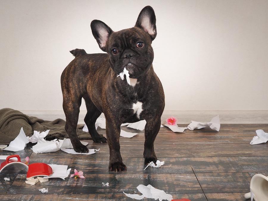 french bulldog mess