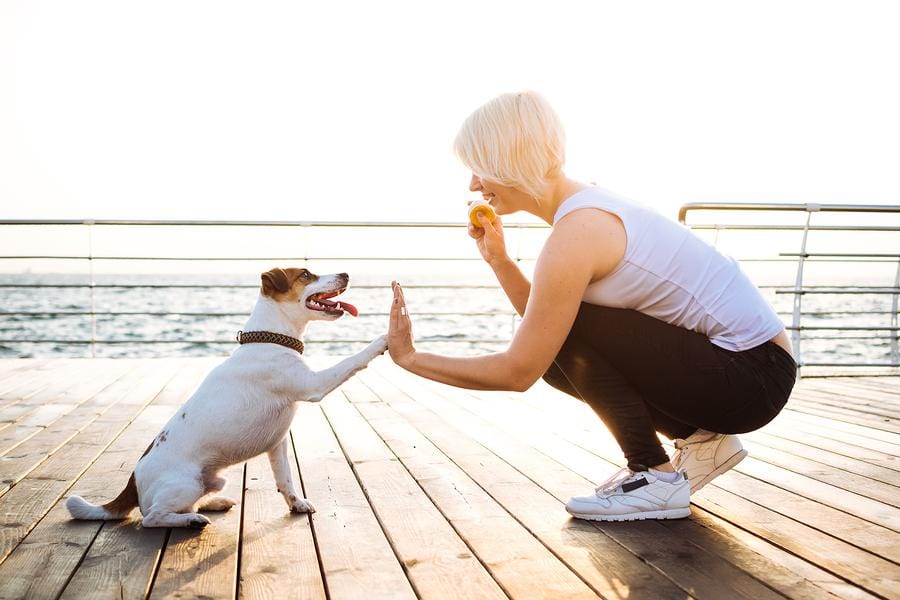 working out with your dog