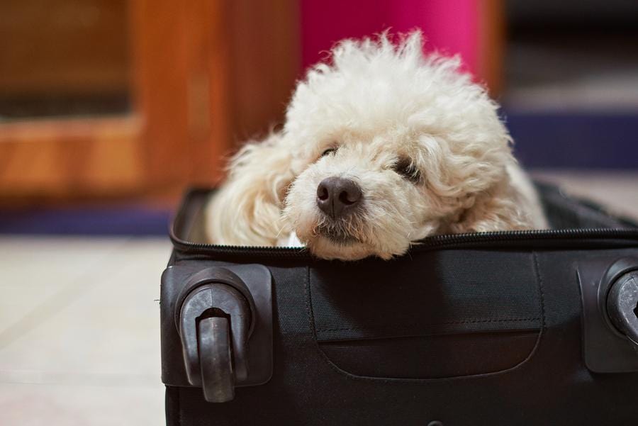 pet friendly hotels