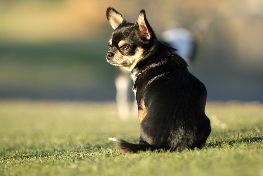 5 Great Reasons to Adopt a Small Senior Dog.