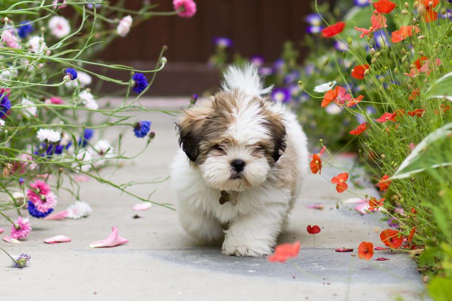 Is Your Garden Dog Friendly?