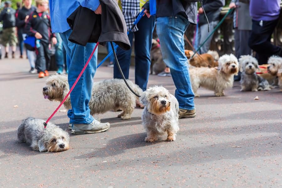 A Small Dog Meetup Could Be Your Ticket To More Little Dog Fun.