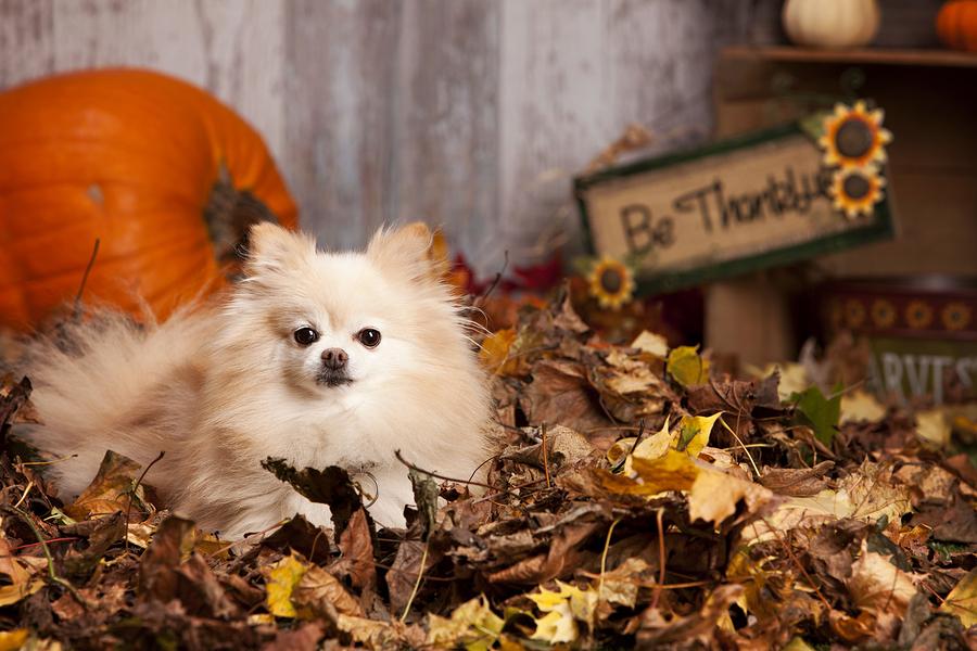 thanksgiving food bad for dogs