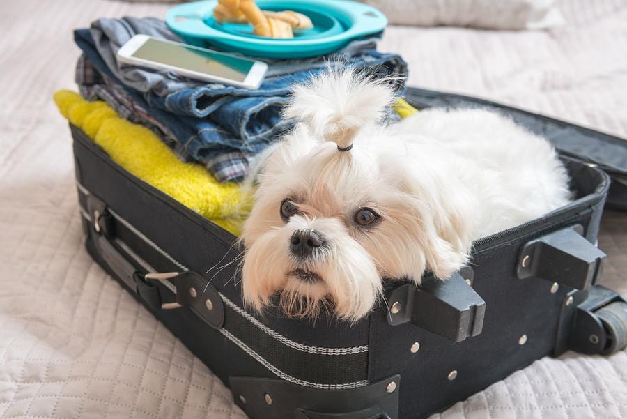 Plan Your Hurricane Getaway: Pet-Friendly Hotels