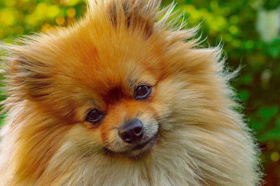 Brown Pomeranian in front of a green bush