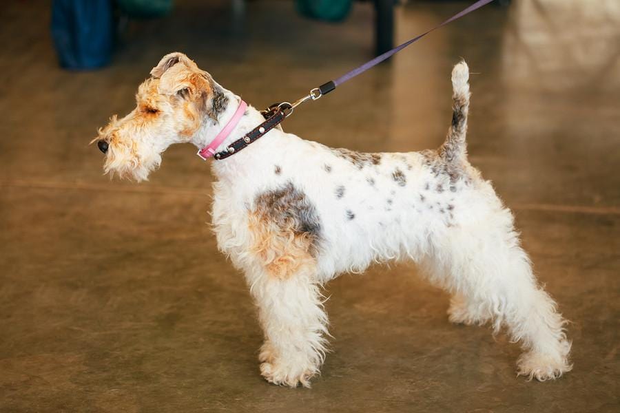 Which Small Breed Dog Is King of Westminster Kennel Club Dog Show?