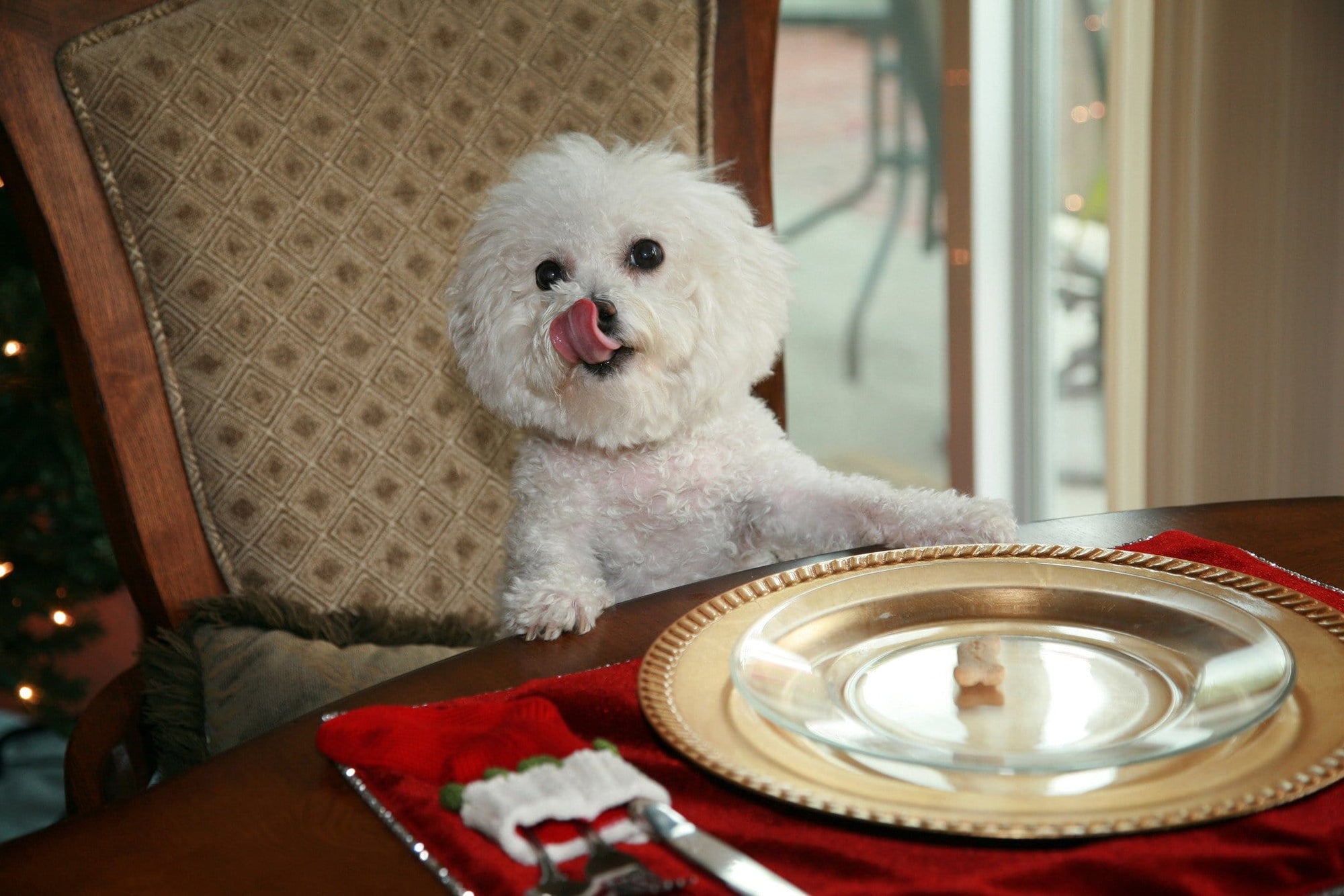 Don't Feed Your Little Dog These Thanksgiving Foods.