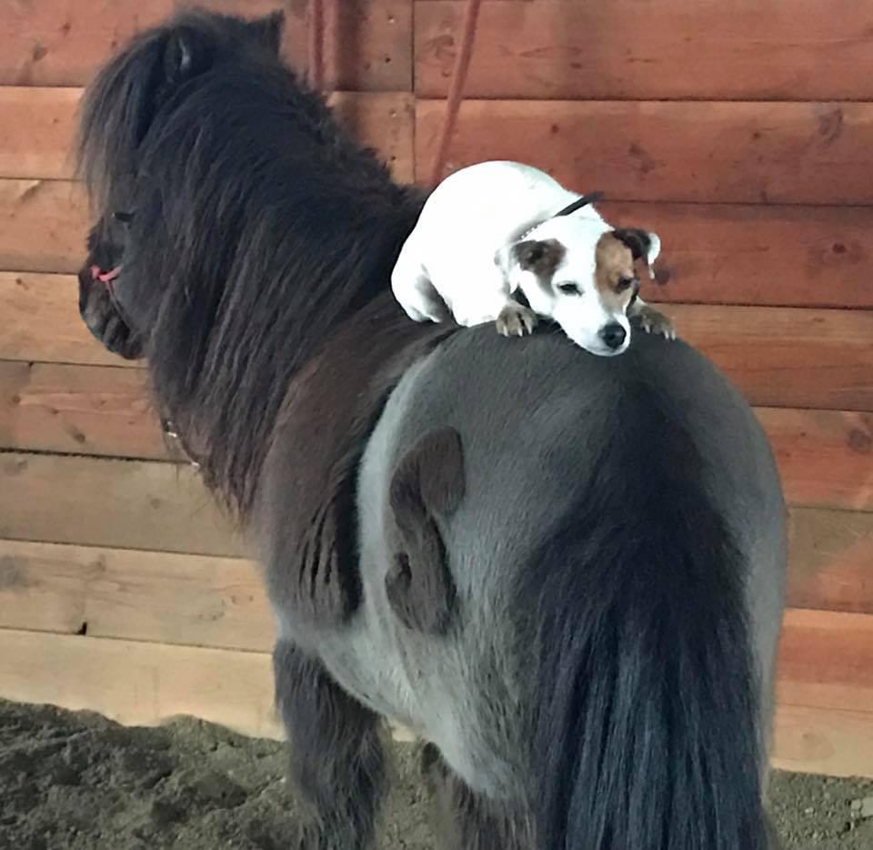 Dally the Horse Riding Jack Russell Terrier.