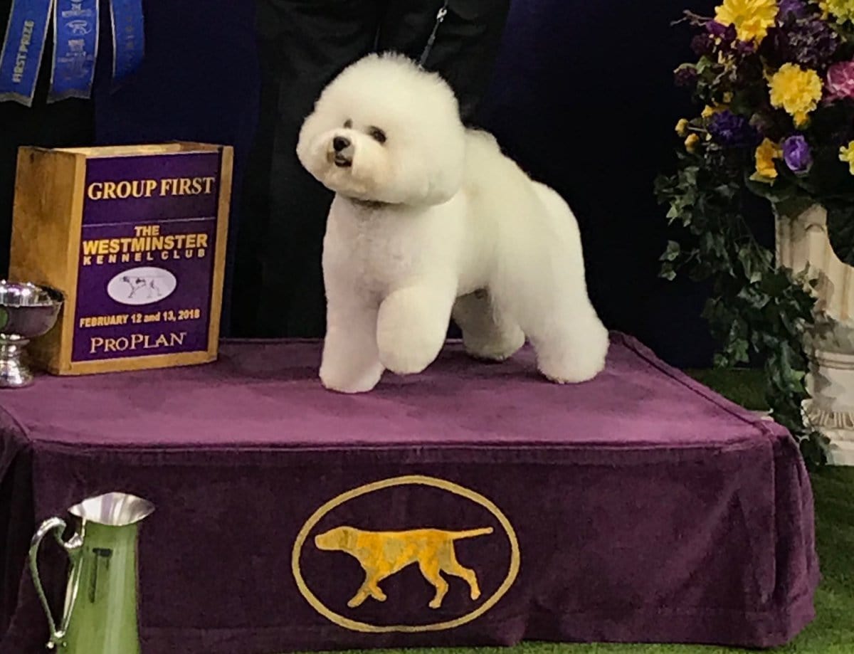 westminster dog show - flynn the bichon frise