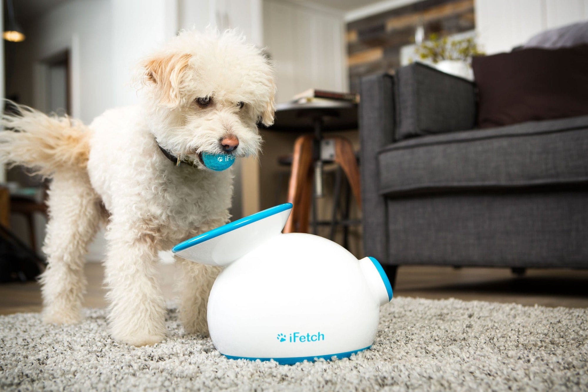 iFetch - The Ultimate Automatic Ball Launcher For Little Dogs.