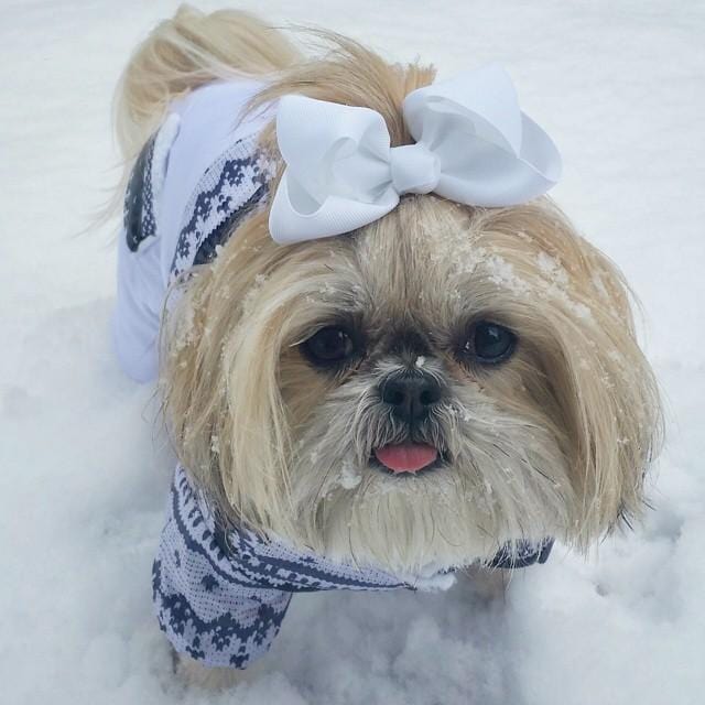 sparkles the diva shih tzu