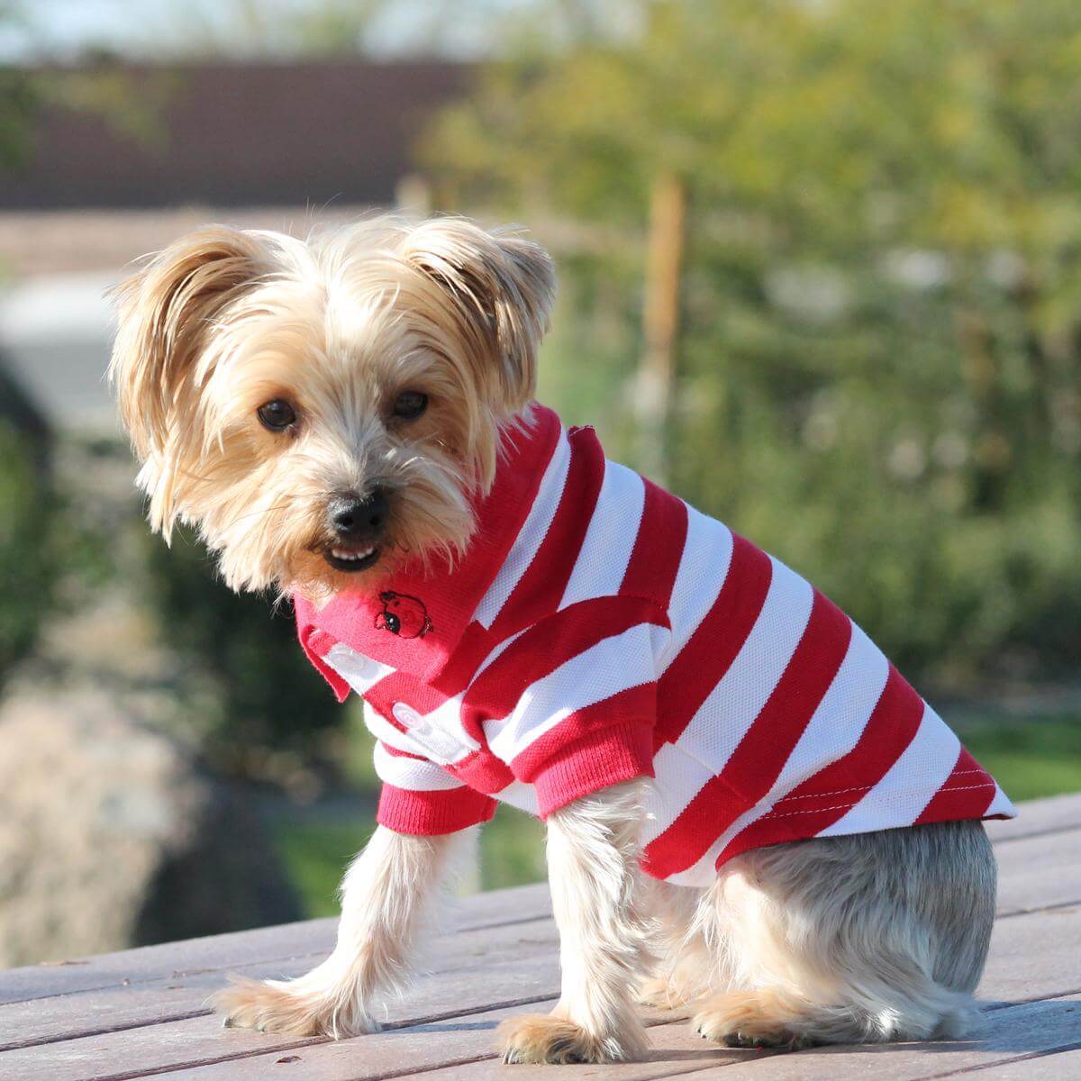 Boy Dog Clothes for Small Dogs
