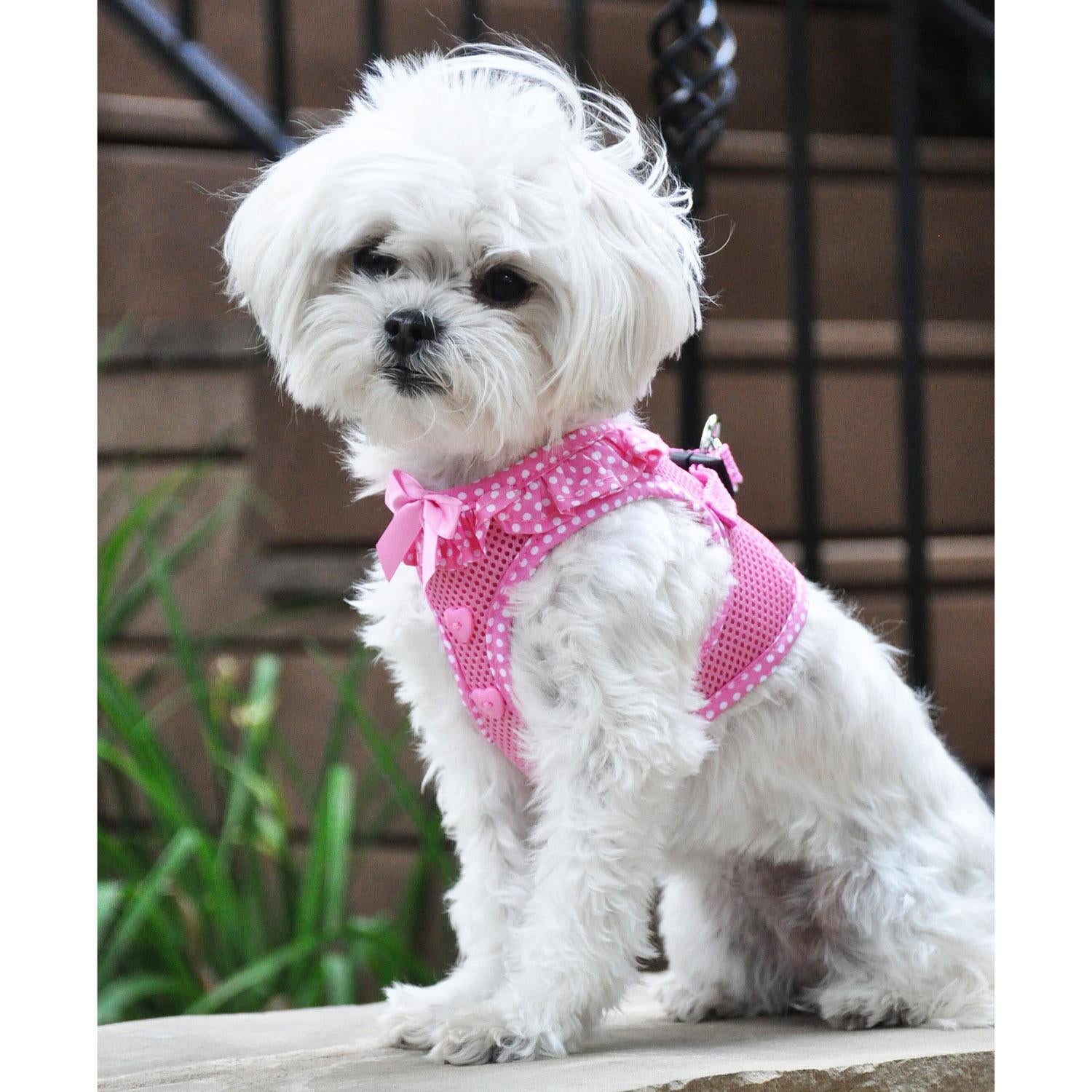 American River Small Dog Harnesses