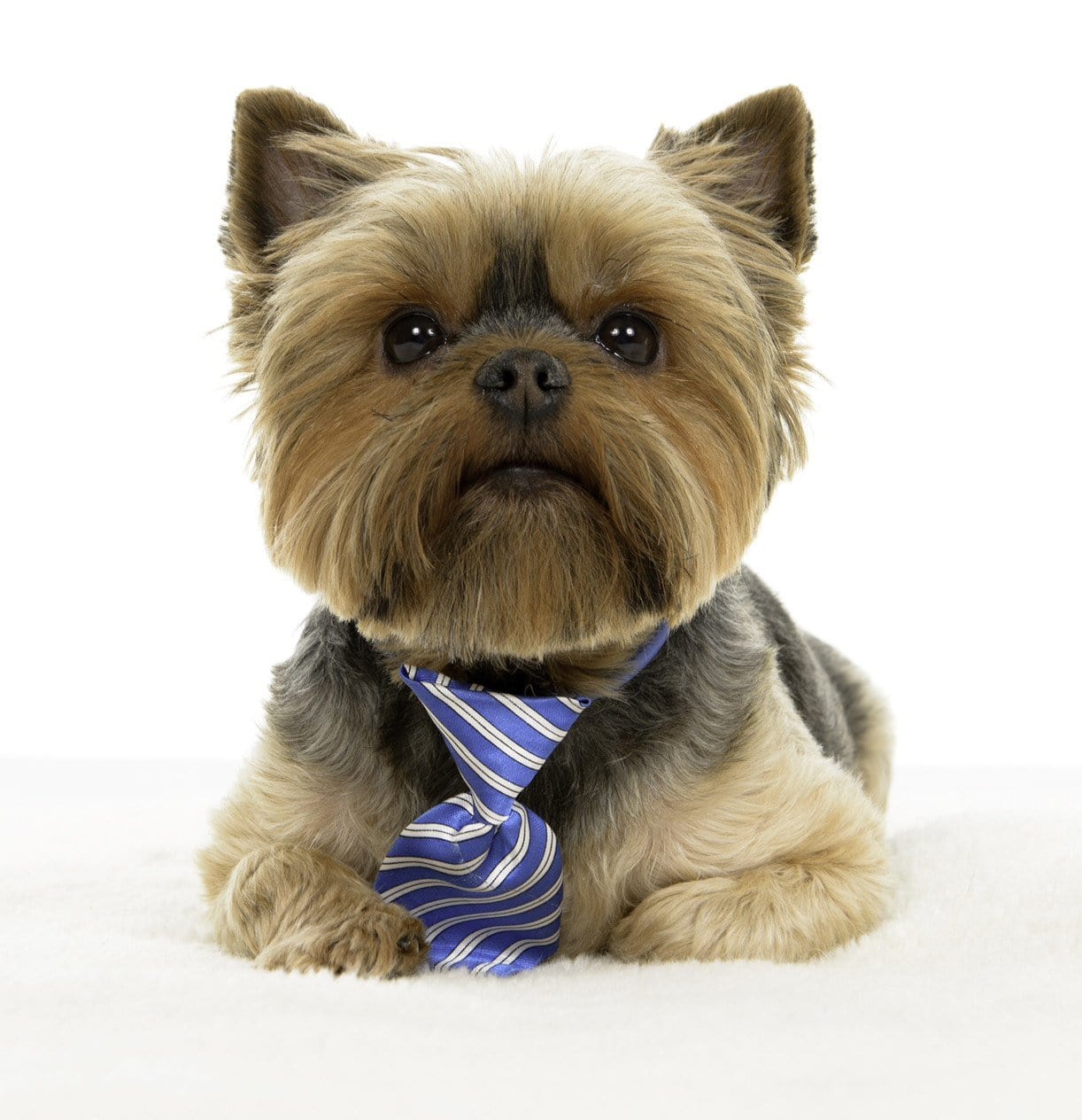 Small Dog Bow Ties & Neckties
