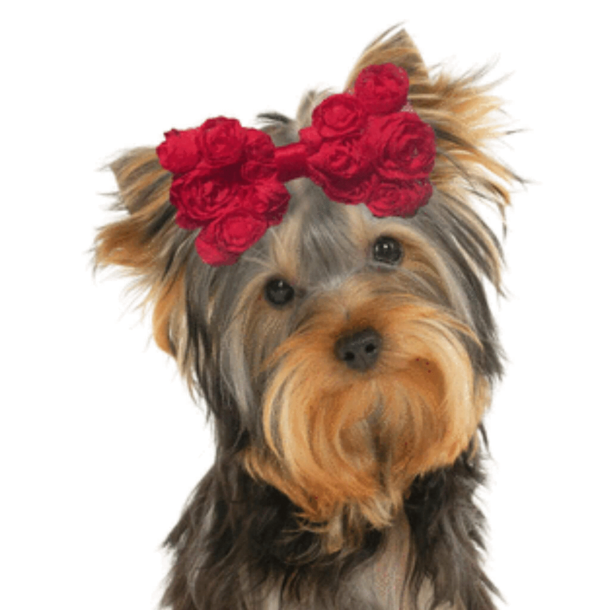 Small Dog Bows