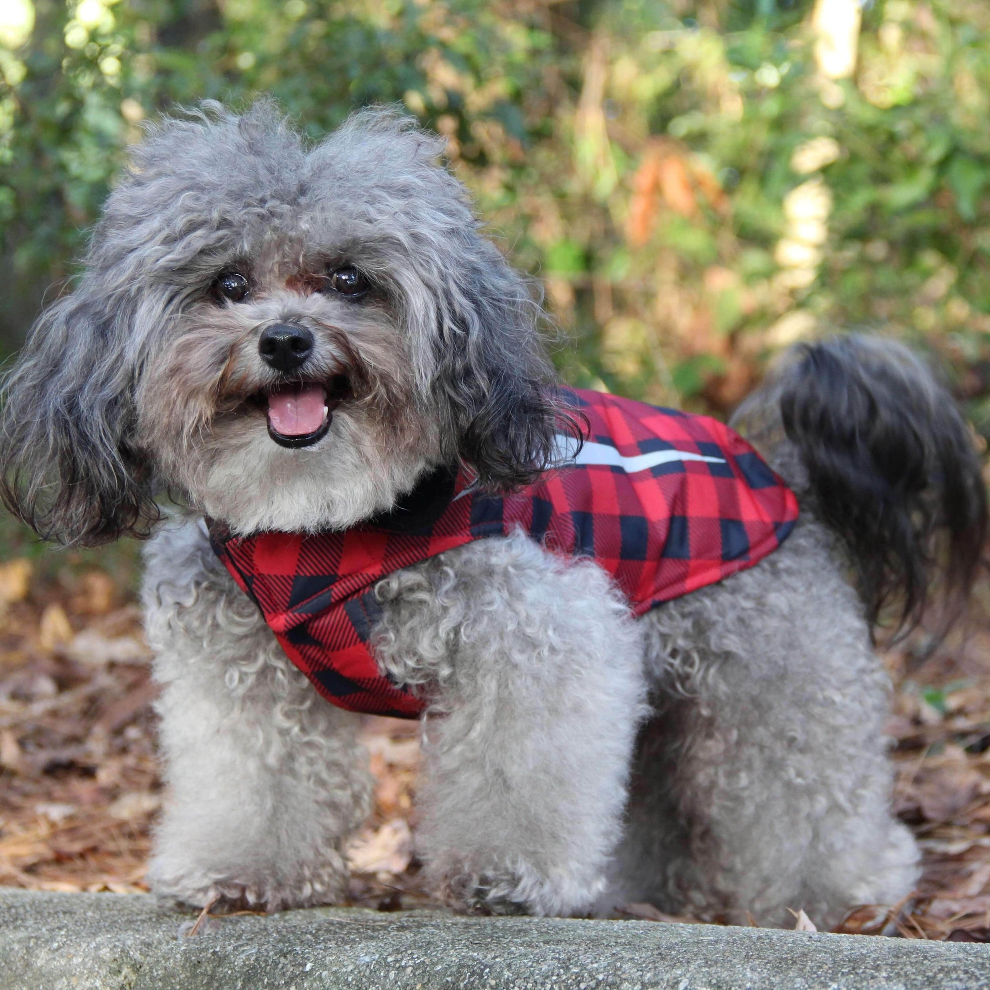 RC Pets Small Dog Coats