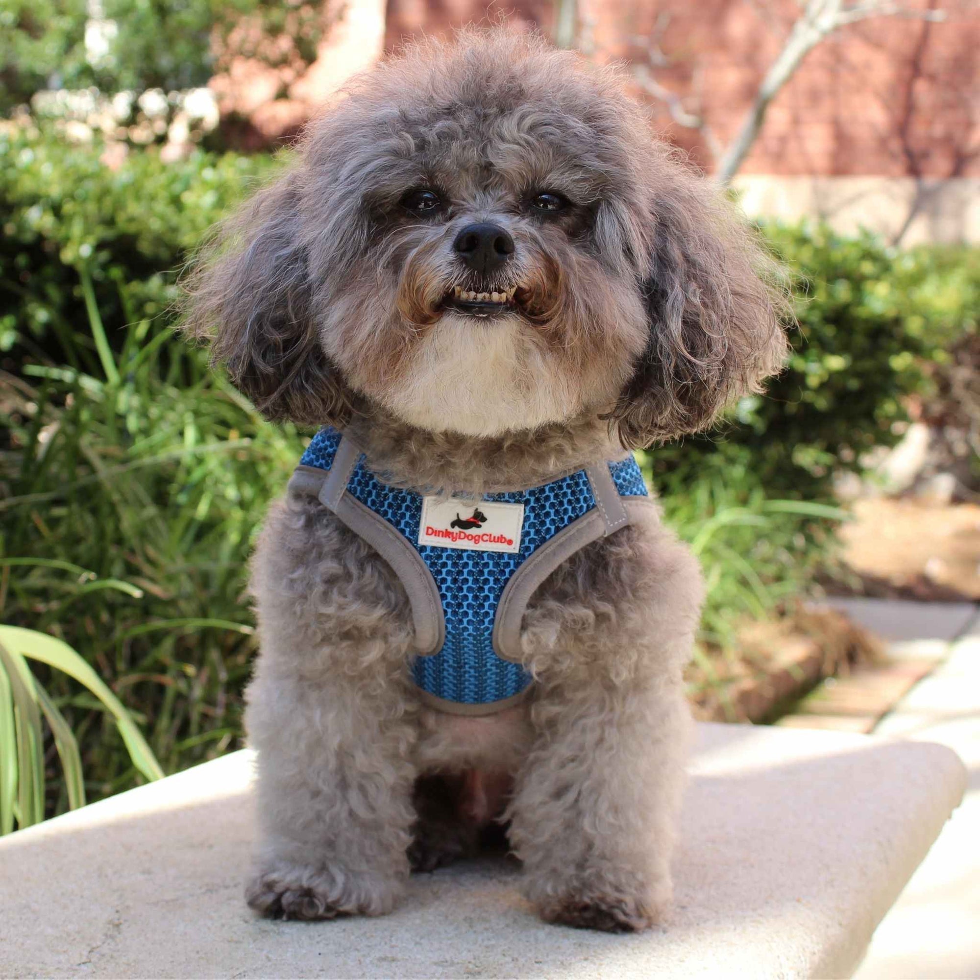 Best Selling Small Dog Harnesses