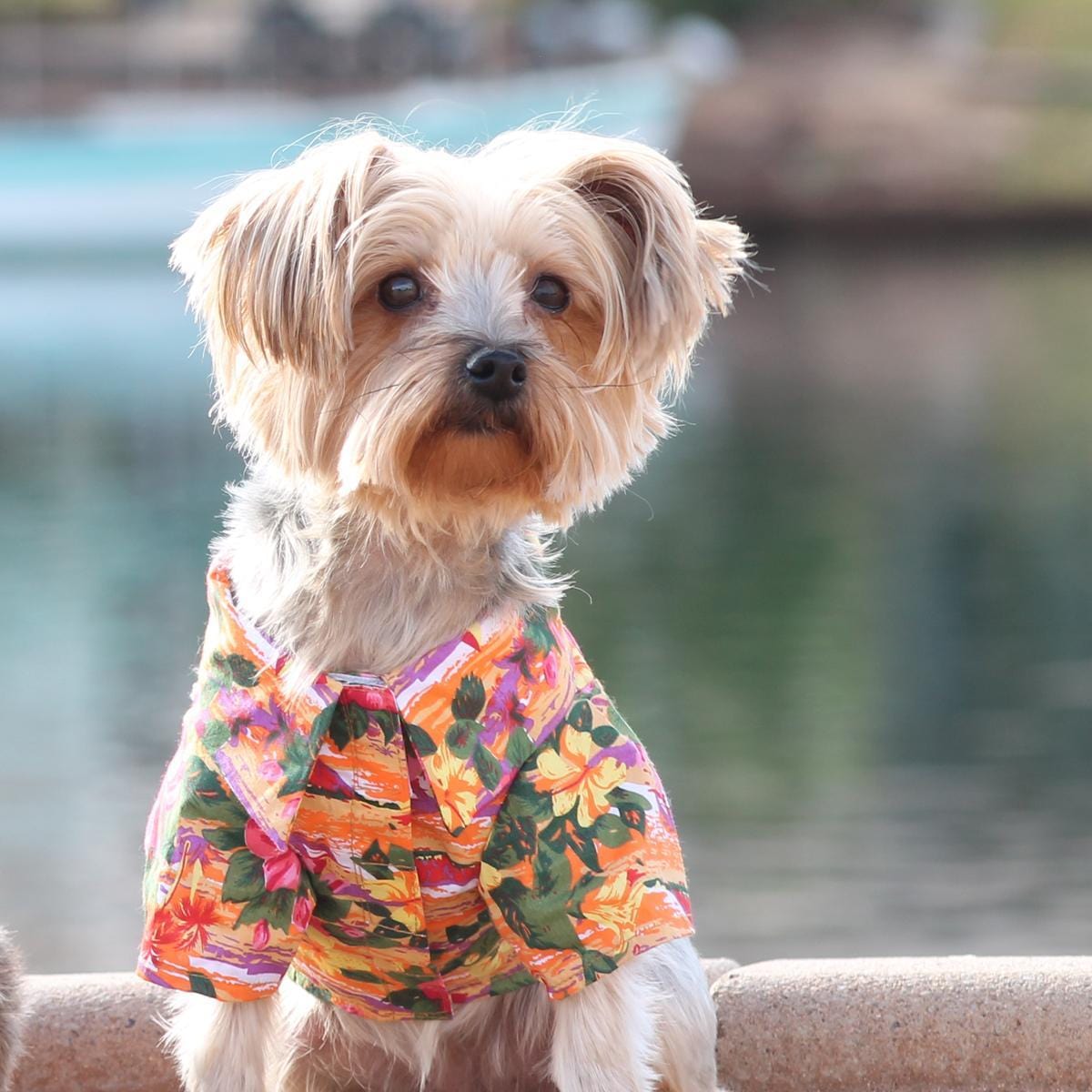 Small Dog Summer Clothes and Safety Gear