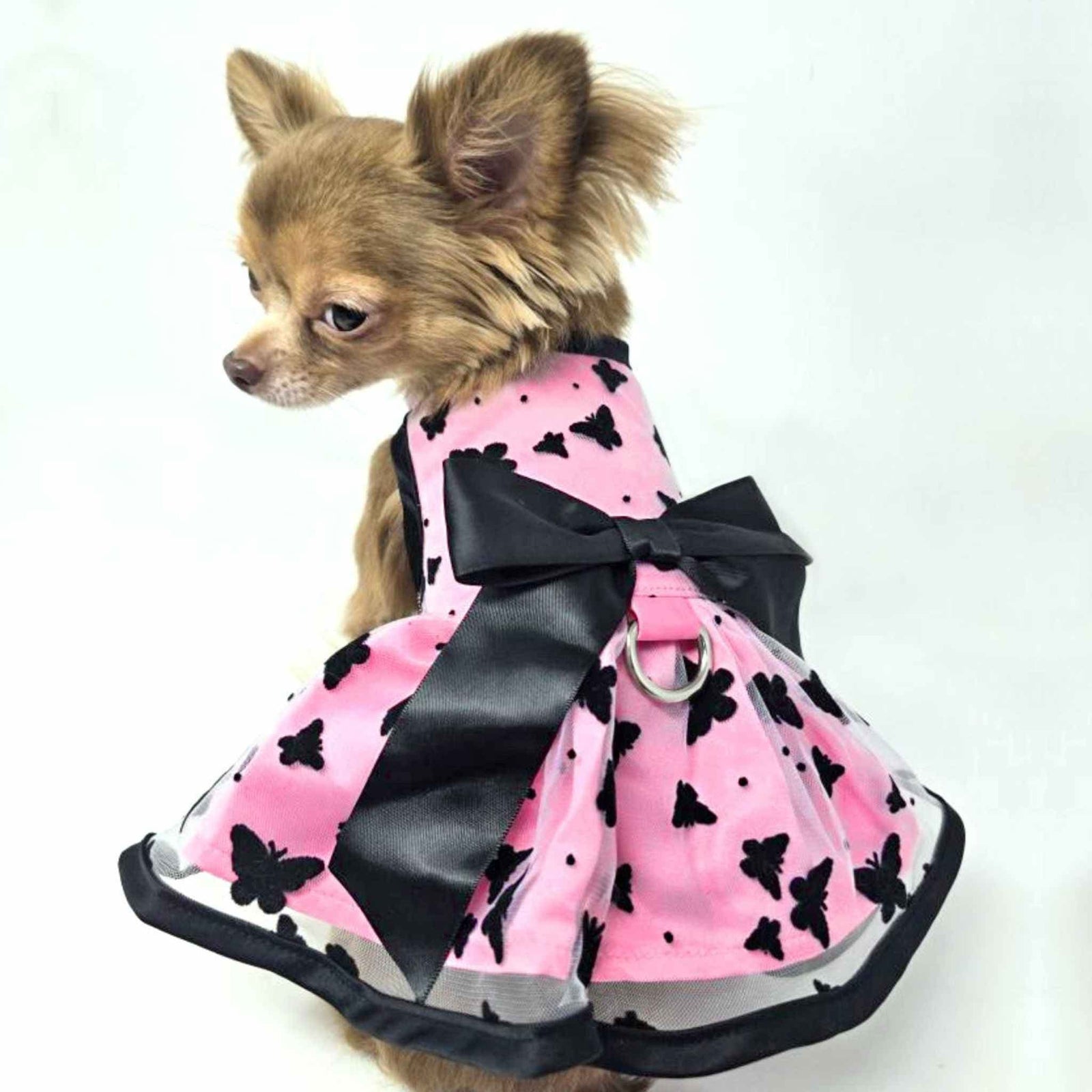 All Aflutter Pink & Black Dog Dress on a Chihuahua