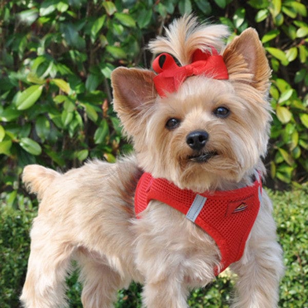 Choke-free small dog harness sitting low on the chest to protect the trachea.