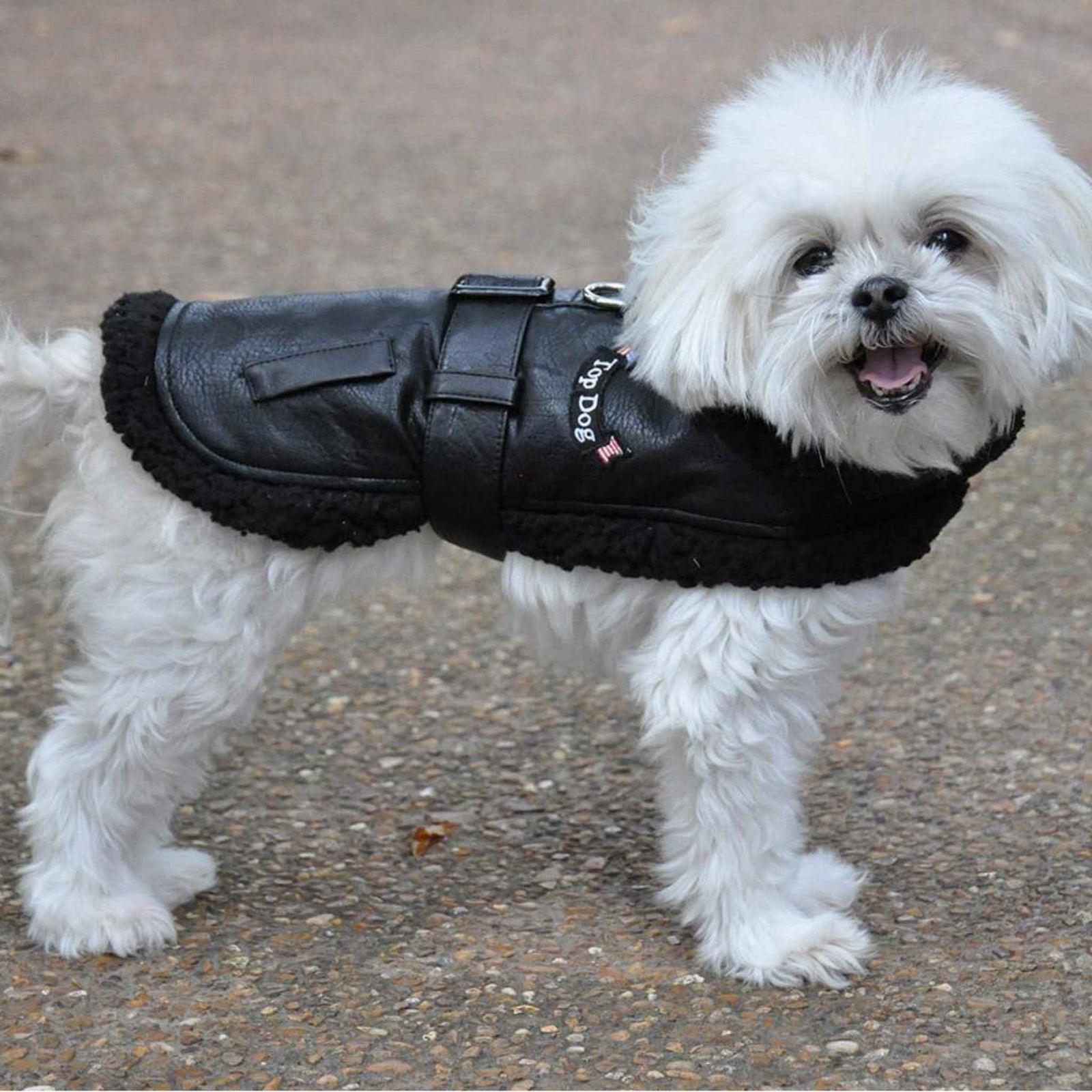 Black Bomber Dog Coat on a small white dog