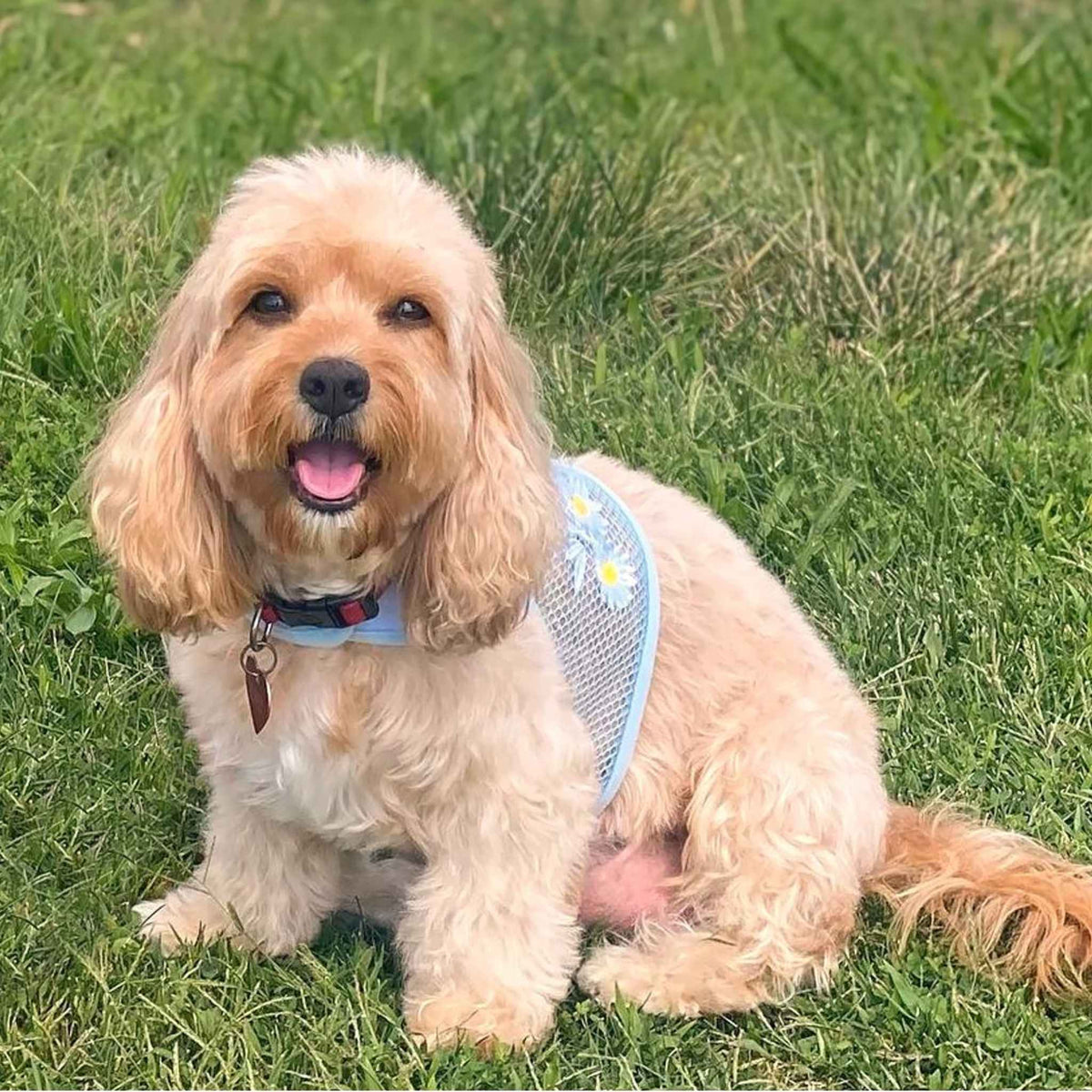 Blue_Daisy_cool_mesh_dog_harness_for_small_dogs_modeled_on_a_Cocker_Spaniel