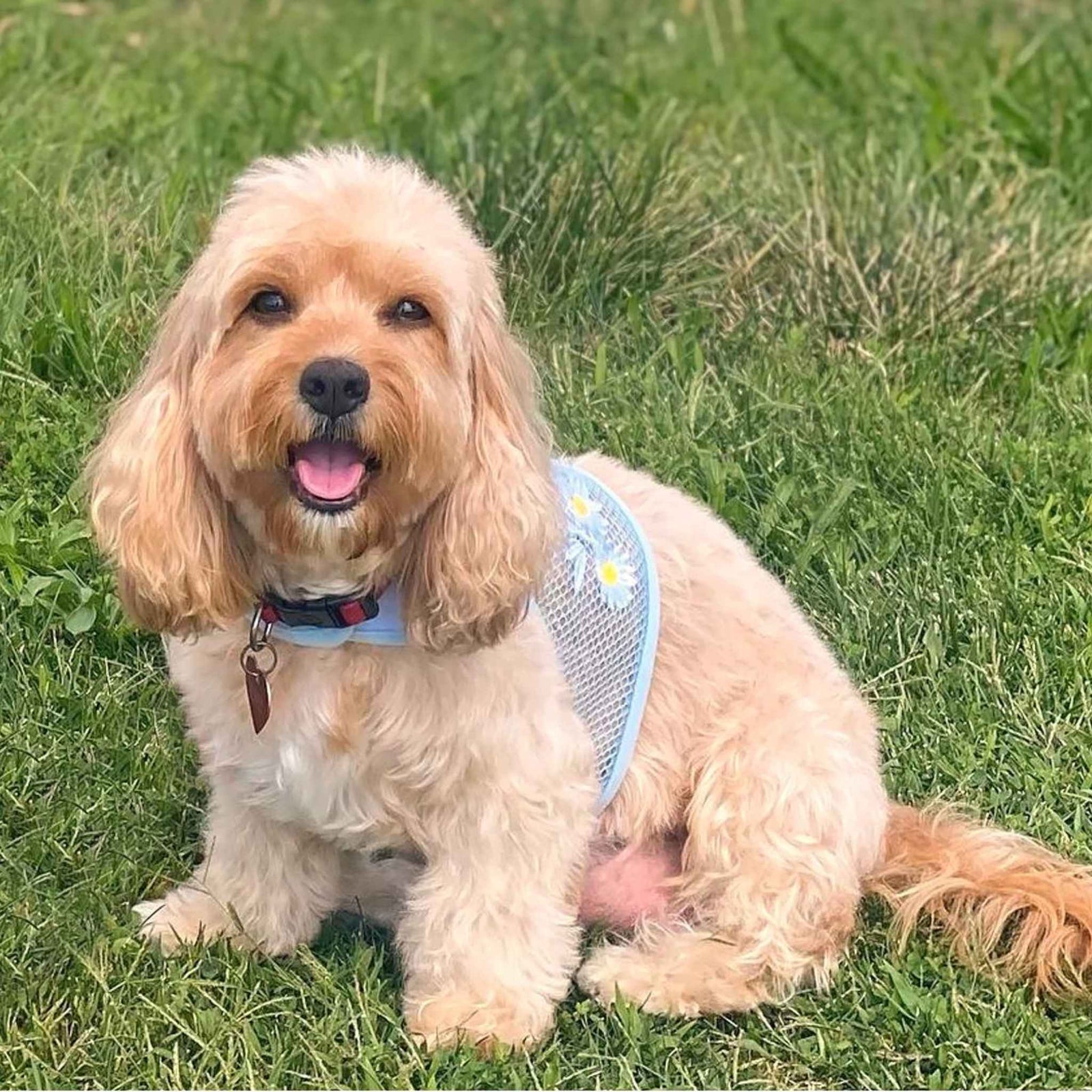 Blue_Daisy_cool_mesh_dog_harness_for_small_dogs_modeled_on_a_Cocker_Spaniel