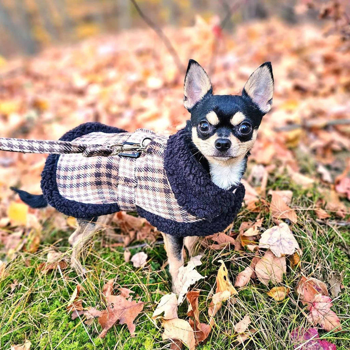 Brown &amp; White Plaid Dog Coat on a small dog