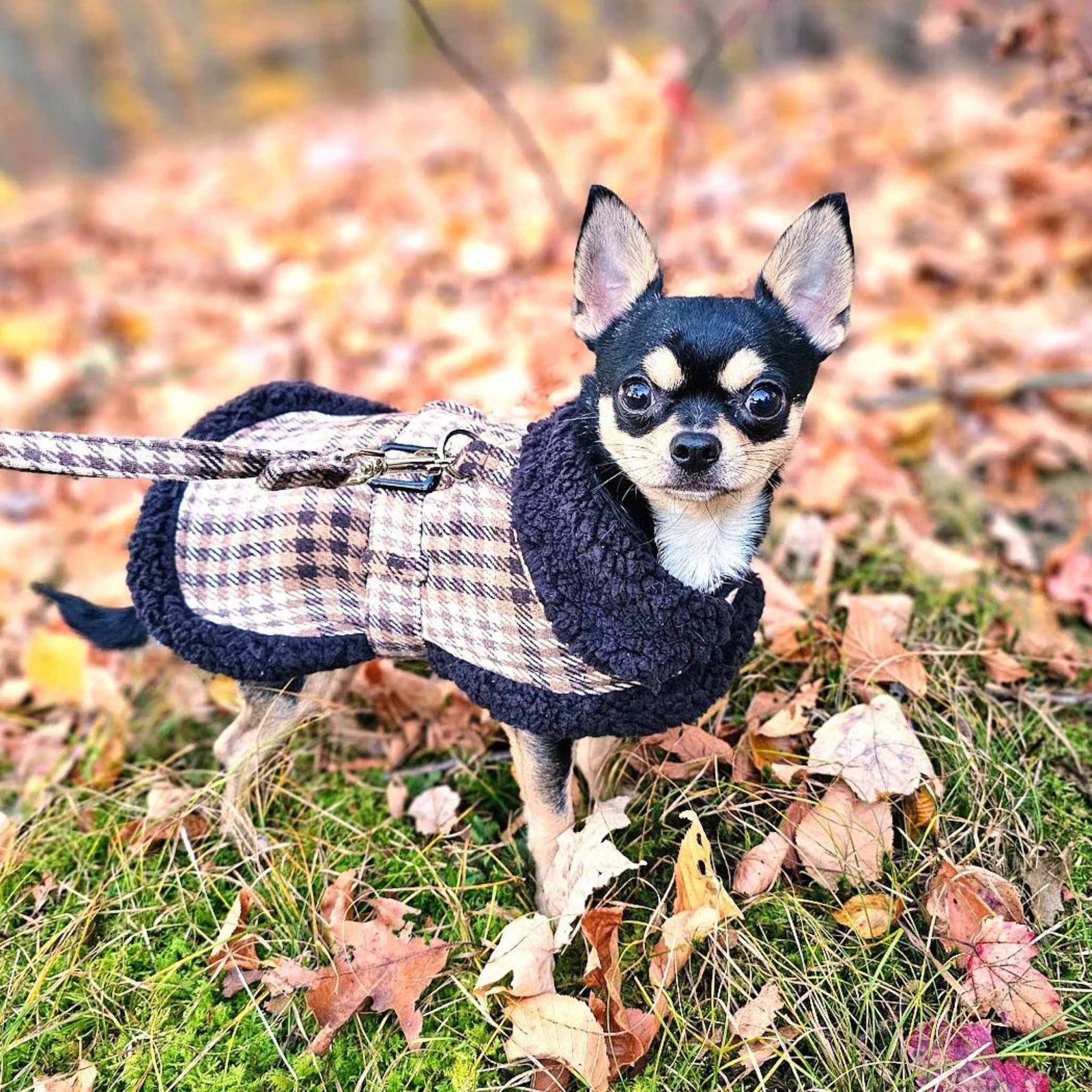 Brown & White Plaid Dog Coat on a small dog