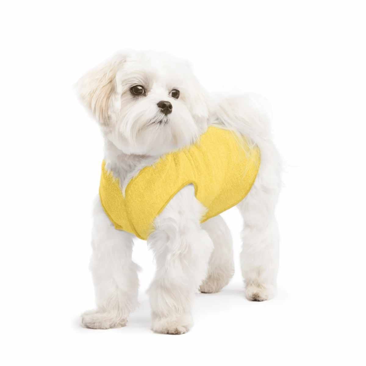 UV Protective Dog Sun Shirt | Gold Paw Sun Shield Tee