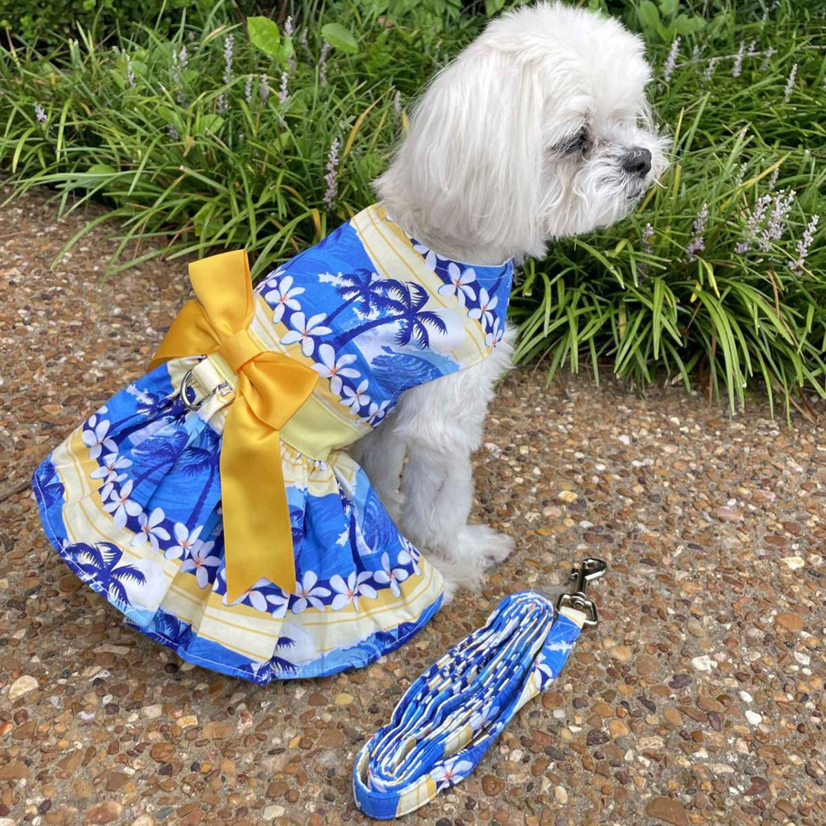 Back view of a Catching Waves dog dress being modeled by a small white dog