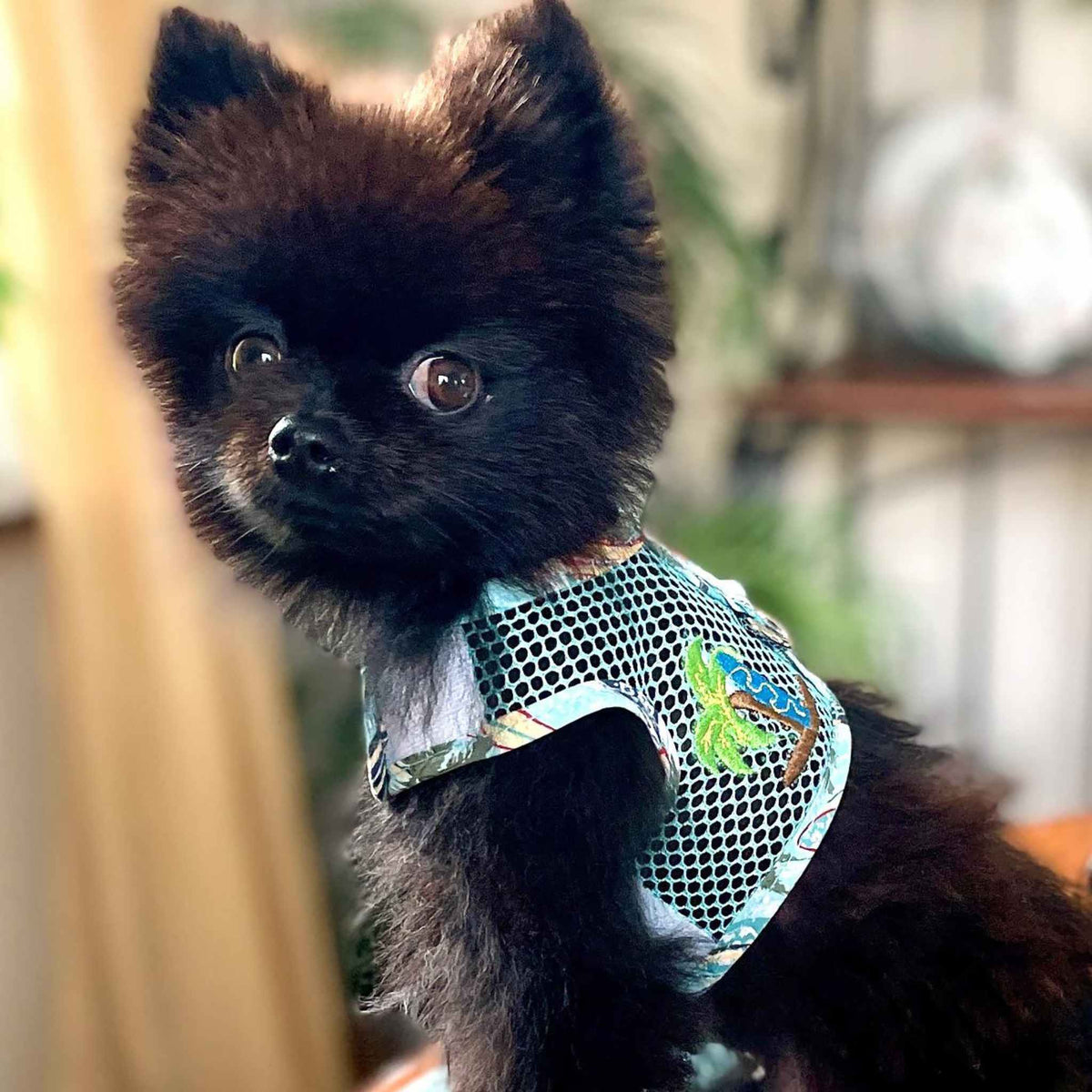 Cool_Mesh_small_Dog_Harness_-_Surfboards_and_Palms_on_a_Pomeranian