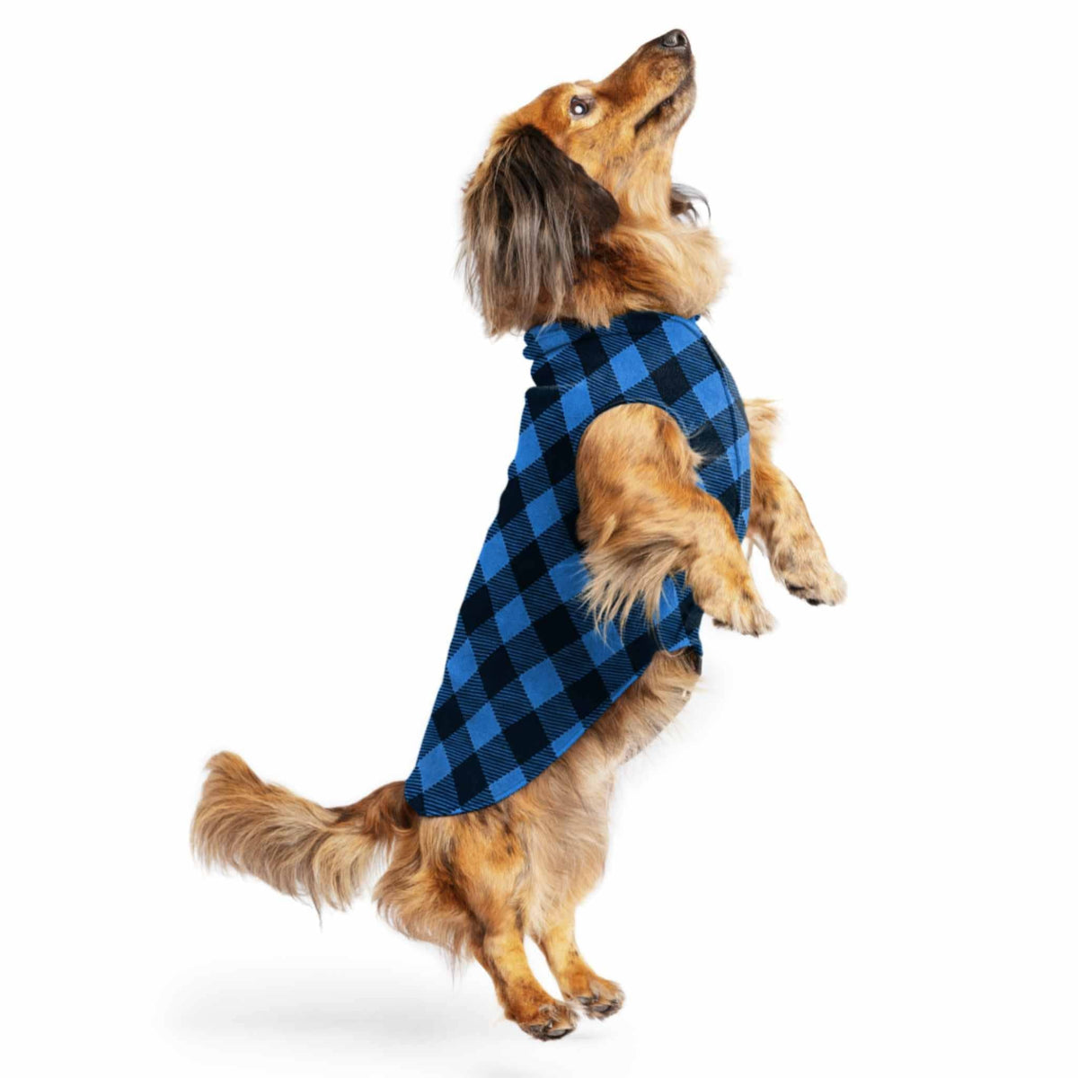 Gold_Paw_Fleece_Pulllover_for_Dogs_-_Blue_Buffalo_Check-on-a-dachshund