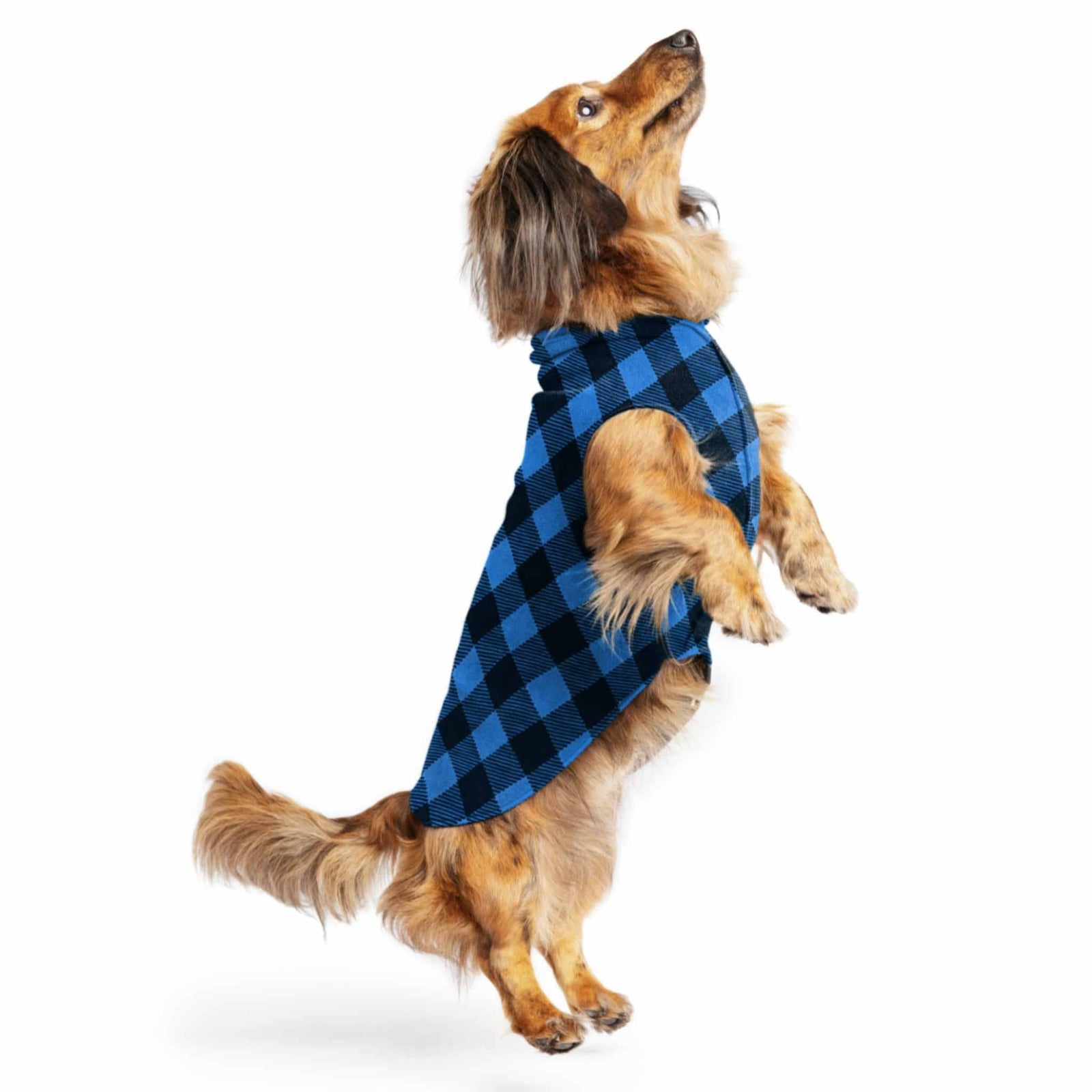 Gold_Paw_Fleece_Pulllover_for_Dogs_-_Blue_Buffalo_Check-on-a-dachshund