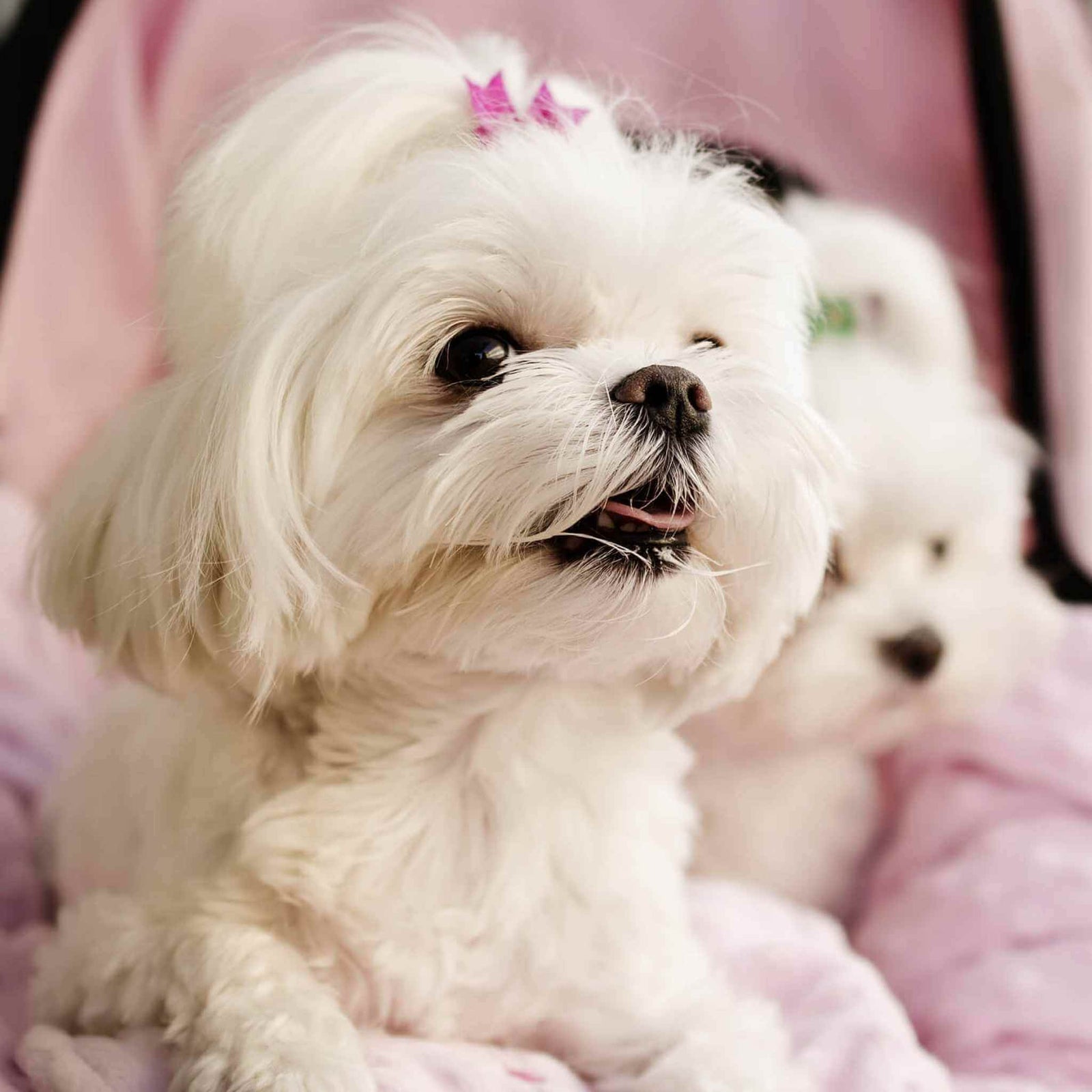 Small dog wearing a red step-in harness with a perfect fit.