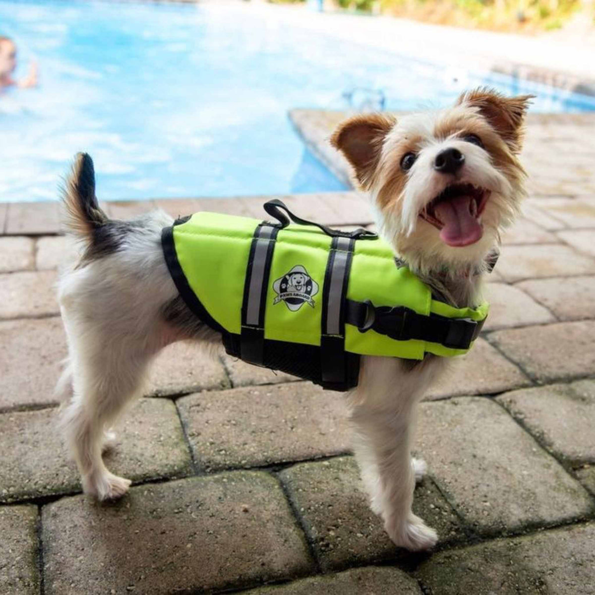 Paws Aboard Dog Life Jacket - Neon Yellow on a small dog