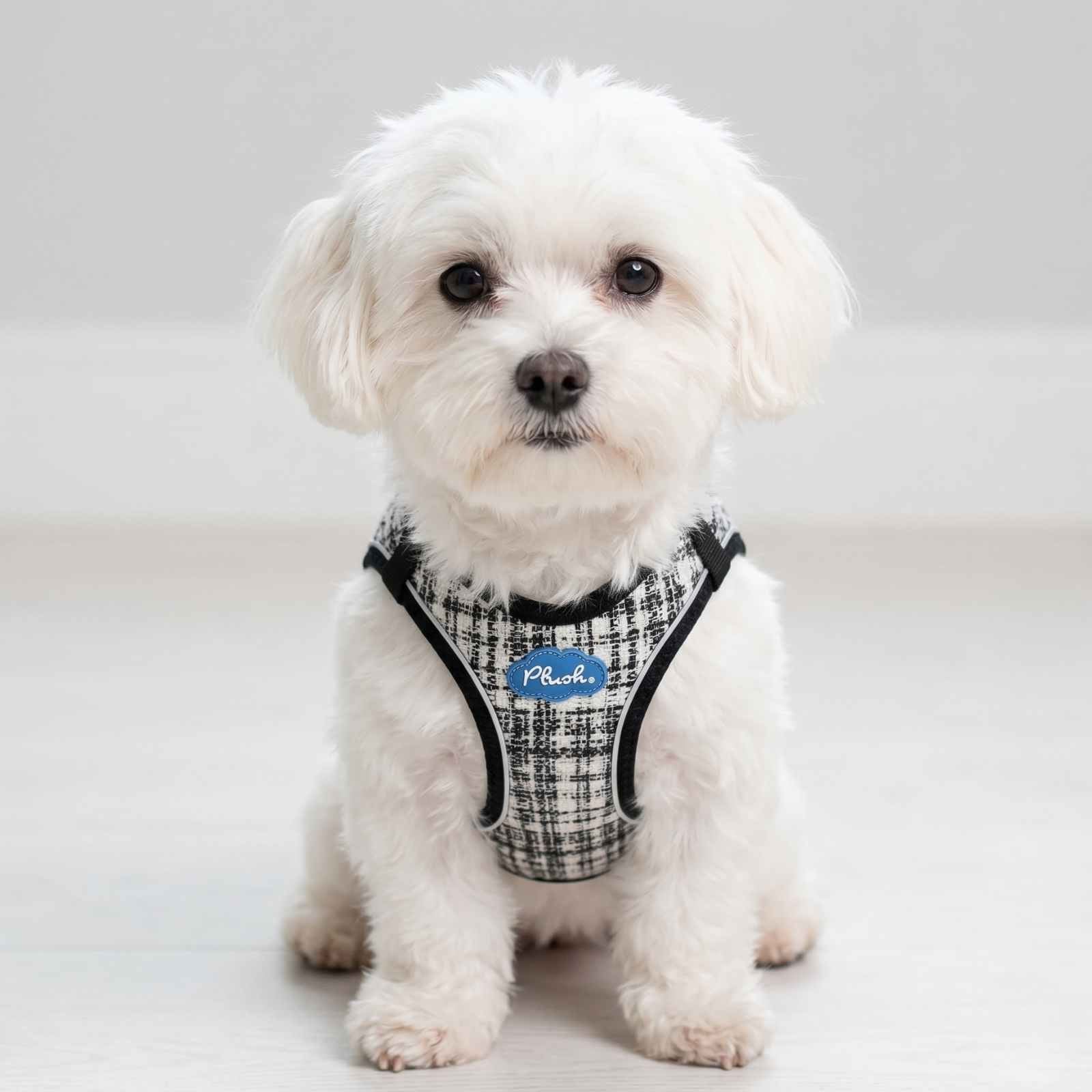 Small white dog wearing a Plush brand black and white tweed dog harness.