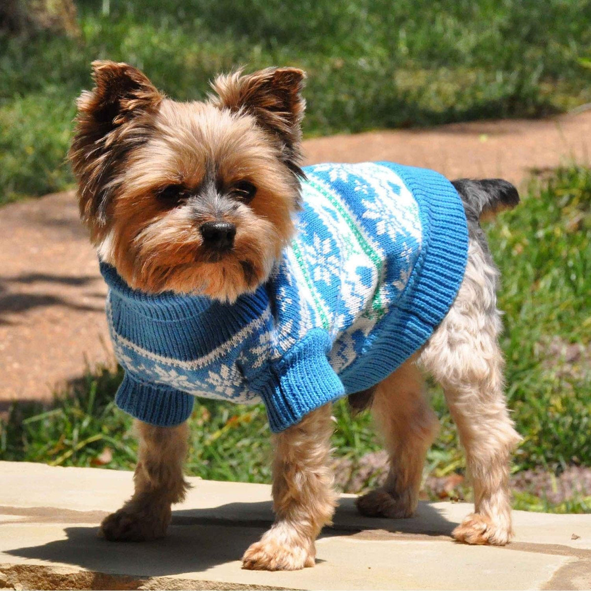 Combed Cotton Snowflake and Hearts Dog Sweater on a Yorkie