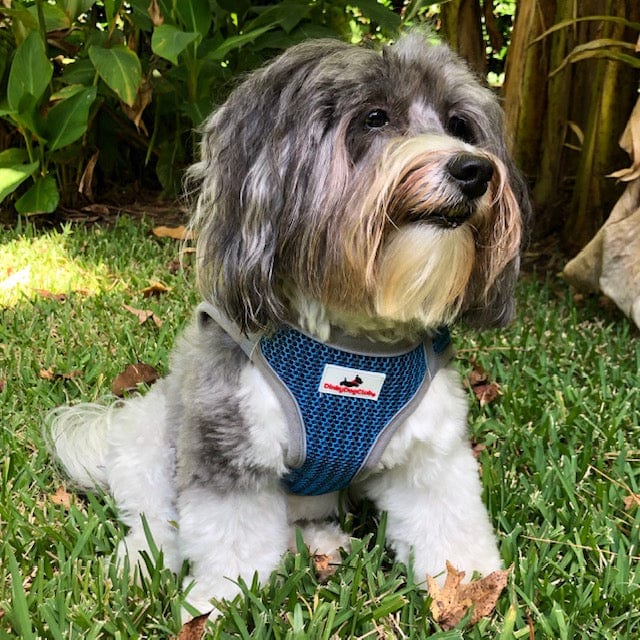 Step-in Strider Dog Harness - on Havanese