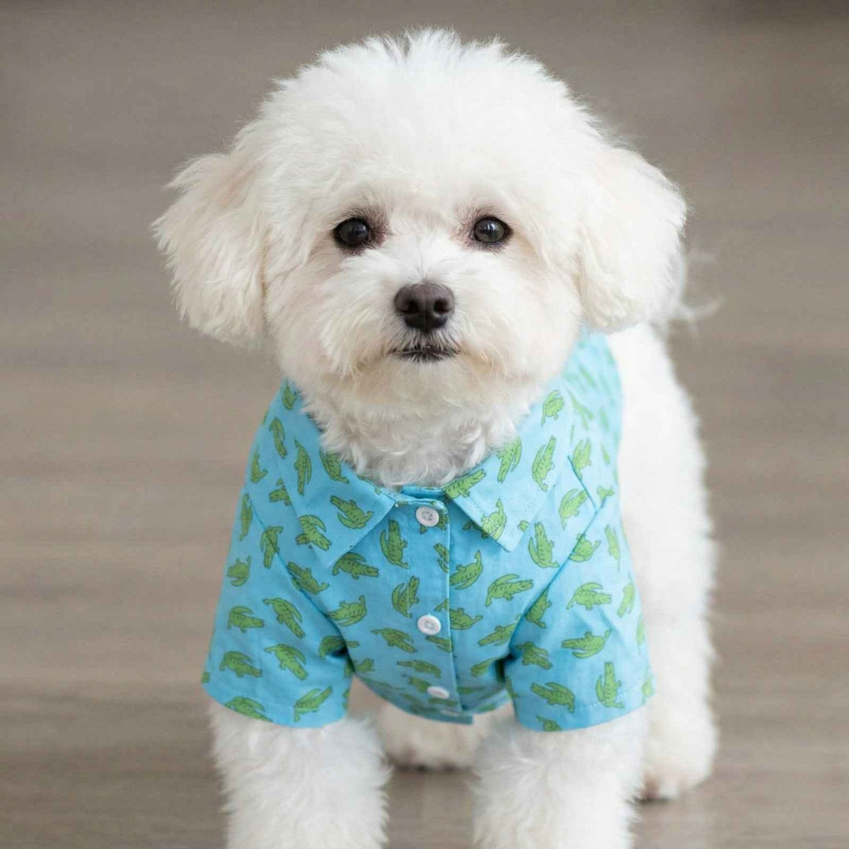 Small white dog wearing a blue Worthy Dog shirt with a green alligator pattern 