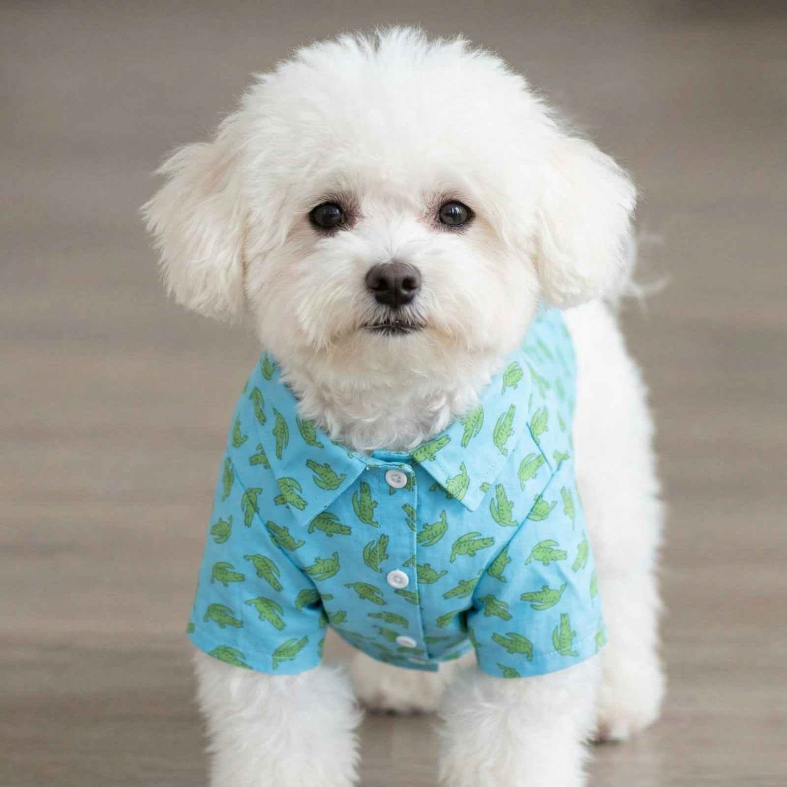 Small white dog wearing a blue Worthy Dog shirt with a green alligator pattern 