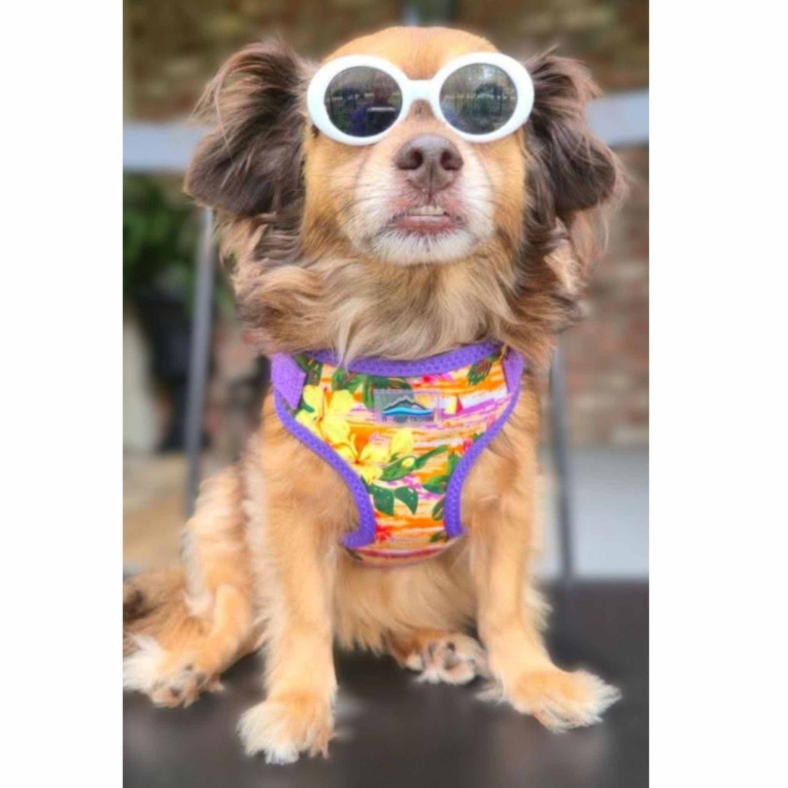 Small dog wearing a sunset hibiscus wrap and snap dog harness.