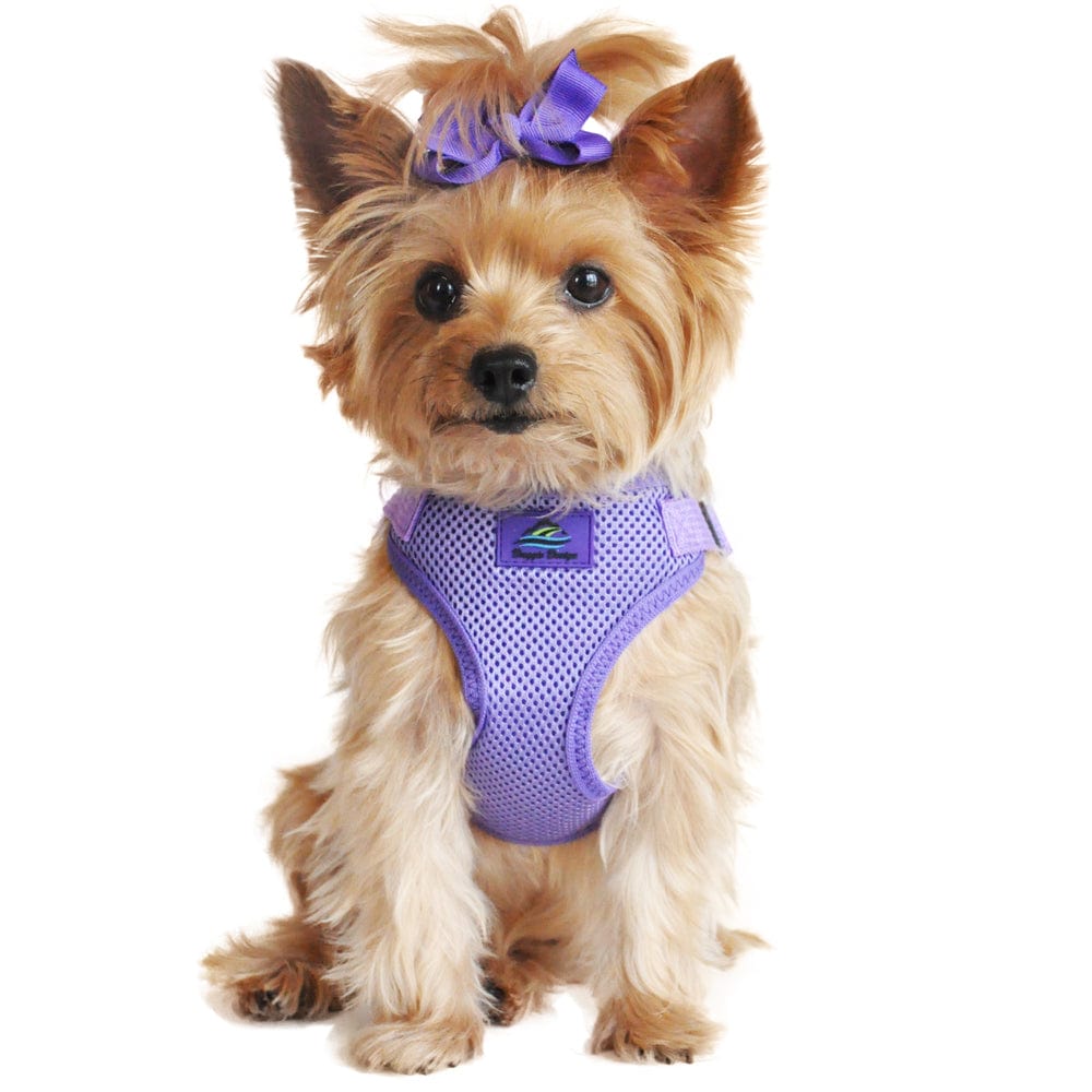 Wrap and Snap Choke Free Small Dog Harness on a Dachshund-Purple