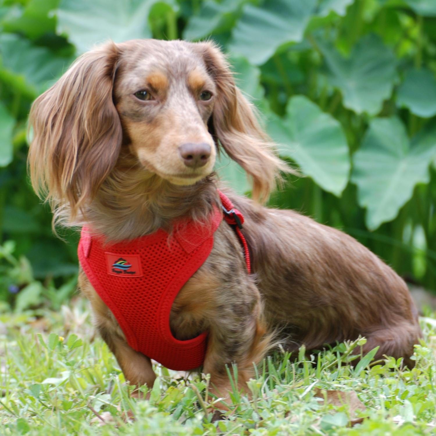 Wrap and Snap Choke Free Small Dog Harness on a Dachshund-Red