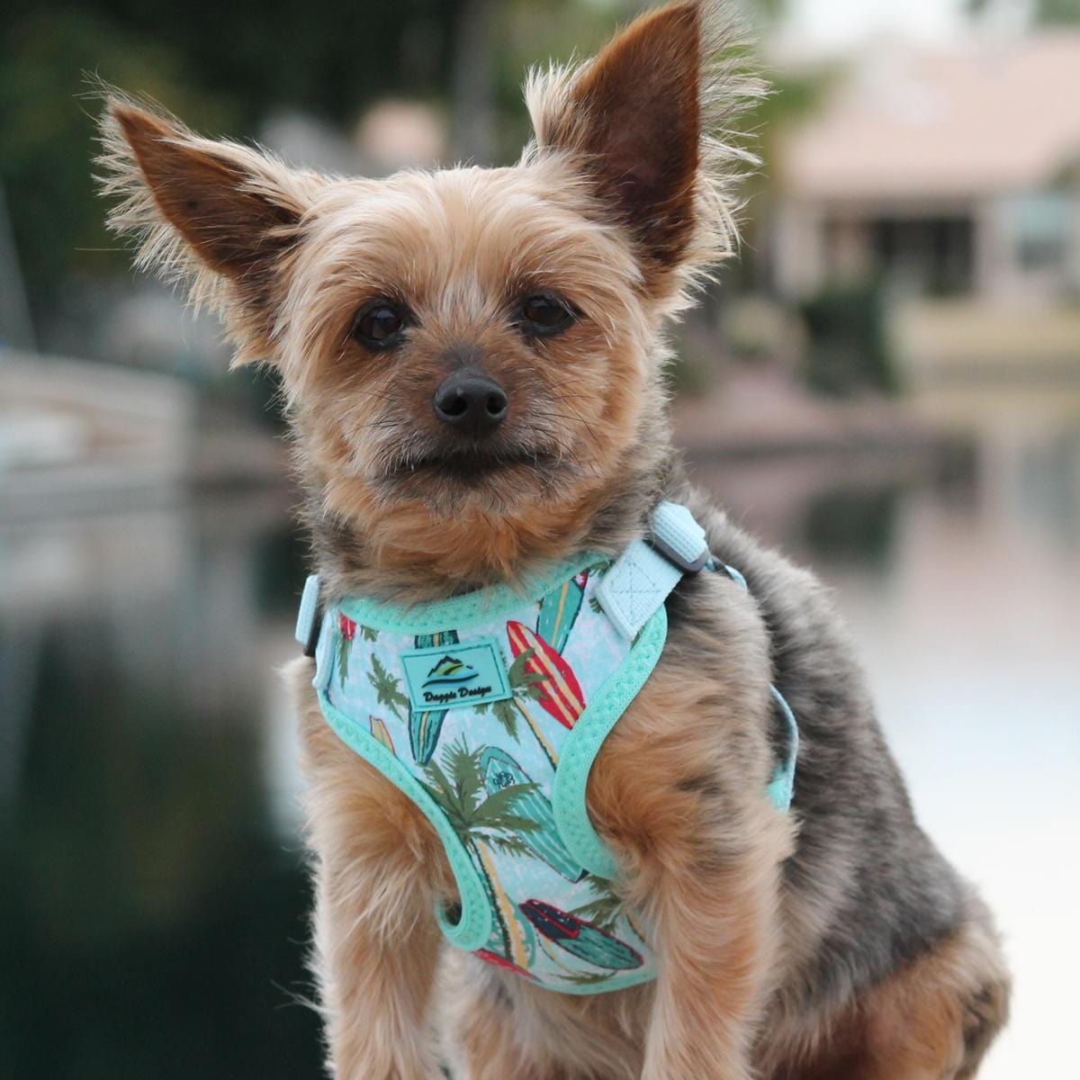 Wrap_and_Snap_Choke_Free_Small_Dog_Harness_on_a_Yorkie_-_Surfboards_and_Palms