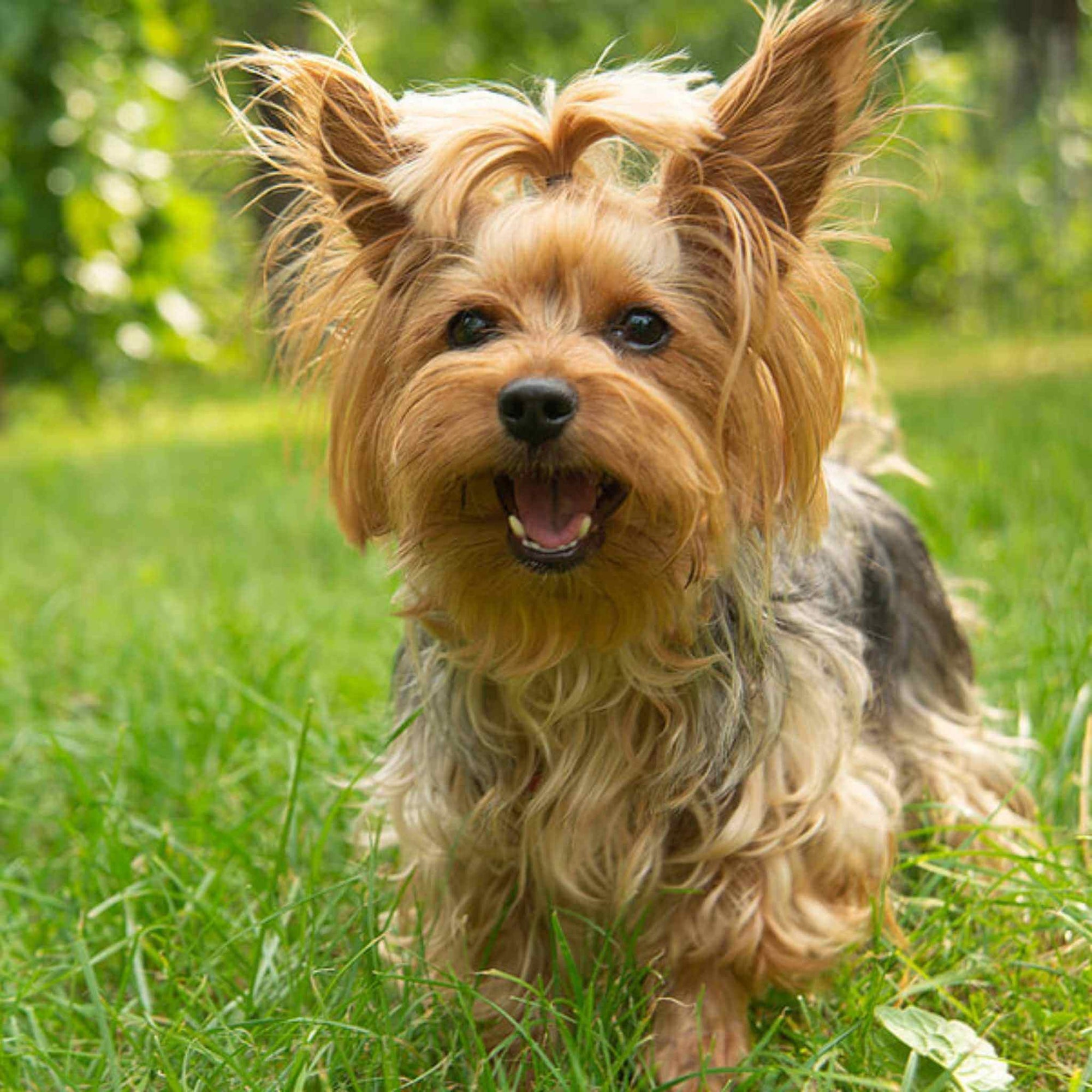 Yorkshire Terrier - DinkyDogClub