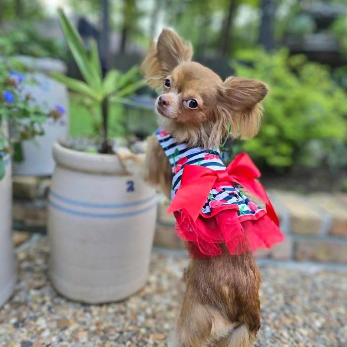 open lace back dress Doggie Design Cherry Stripe Harness Dress with Matching Leash (Medium)