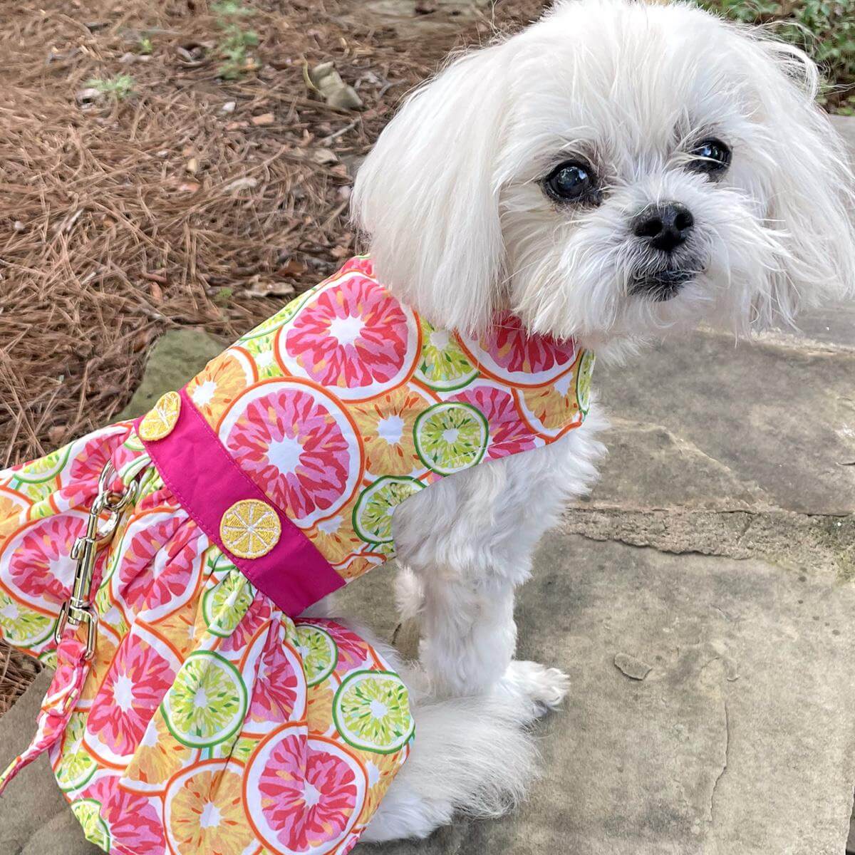 citrus-slice-dog-dress-on-a-