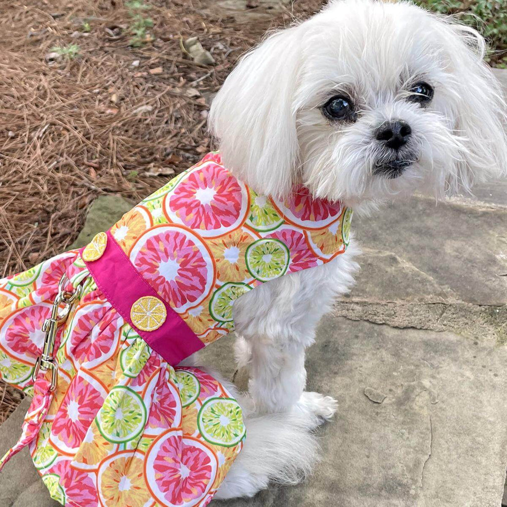 Citrus Slice Small Dog Dress & Matching Leash